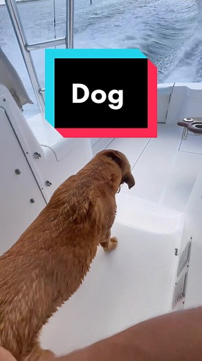 Boat rides with adorable dogs