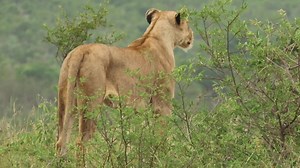 Beautiful lioness scanning the beautiful plains of the African Bush Kingdom #reels #trend #video #travel #life #trending #wildlife #nature #viral #Amazing #reelsfb #reelsviral | African Bush Kingdom
