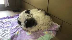 4.4K views · 66 reactions | RESCUED PER PH DAISY - #A1505623 14lbs....