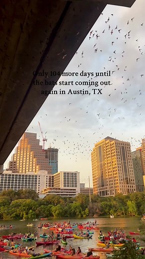 Experiencing the Congress Bridge Bats in Austin, TX
