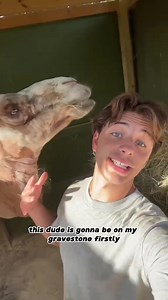 This Camel Is A Giant Toddler! | Goat Daddy's Farm