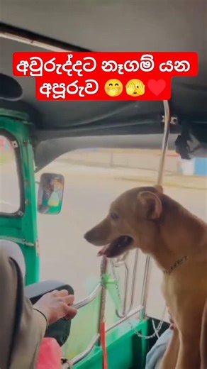 ඔය යන්නෙ ශෝක් එකට. ☺️♥️ #srilanka #dog #lover #mypet #shorts #viral #trending #foryou #viraltrend