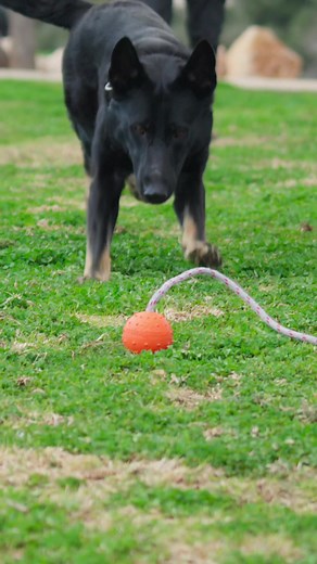 Our protection dogs are always ready for a good game of fetch 🐕💪 — Protection dogs from Israel Protection K9 are versatile companions, suitable for a wide range of family dynamics. These dogs possess an exceptional ability to adapt to the energy levels of their owners and can effortlessly traverse challenging terrain during outdoor activities like hiking or accompanying their owners on nighttime jogs. They radiate a gentle and playful demeanor that makes them incredible playmates for children.