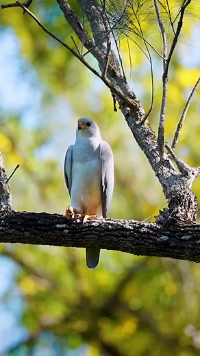 What a beautiful Grey Goshawk, she is just Gorgeous This Raptor take my heart 🤍🤩🔥 Let me know in the comments, if you want to see more of this majestic, i will share for you🦅🙌 . . . #birdsofprey #greygoshawk #raptors #Rainforest #birds ##reels #australianbirds #australia #wildlife #photography #nature #birdwatching #videoviral #Salimy_photography #Brisbane #sonyalpha | Hamid Salimyphotography