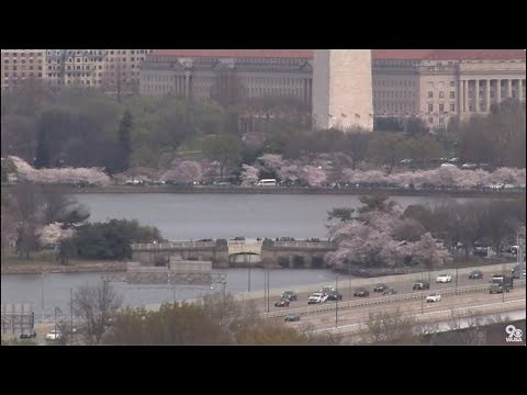 LIVE: Cherry Blossoms At Peak Bloom Along DC's Tidal Basin