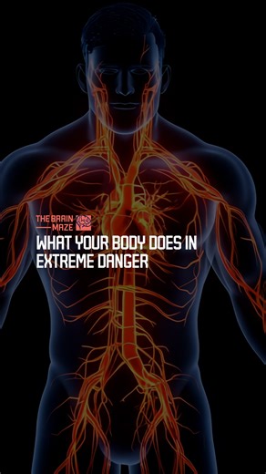 What Your Body Does in Extreme Danger - What happens inside your body when survival is the only option. Can adrenaline really unlock hidden strength. Does your brain actually slow down time in a life or death moment. And how does your blood change when you are on the edge. Based on scientific studies, this video reveals the hidden systems your body keeps locked away until extreme danger arrives. #fblifestyle | The Brain Maze