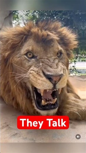 3 Animals That Talk — And We Understand