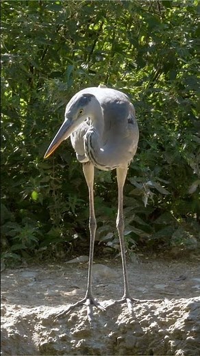 🪶🌊 The Graceful World of the Gray Heron 🌊🪶 #Birds #Wildlife #Nature #BirdWatching #AnimalKingdom