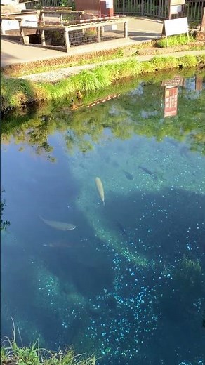 忍野八海（おしのはっかい）の湧池（わくいけ）。