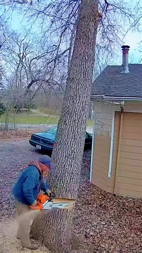 A Day in the Life of an American Logger 🌲💪 #satisfying #oddlysatisfying #usa🇺🇸#ForUSViewers #UScontent