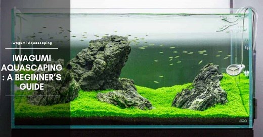 Best Fish for Iwagumi Tank: Aquascape, Tank Setup, Plants & Rocks