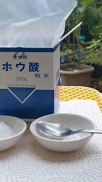 Boric acid and sugar to get rid of ants and slugs #homegardening #TecchanHomeGardening