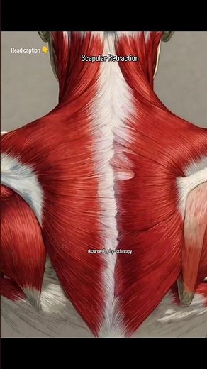 Scapular Retraction: Trapezius Muscle Activity Explained #shorts
