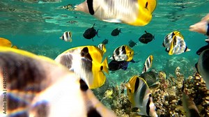 Shoal of fish in french polynesia