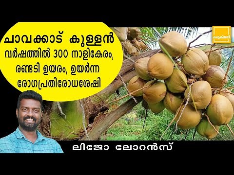 Amazing coconut farm in kerala | Coconut Cultivation in kerala | Coconut tree farming in kerala