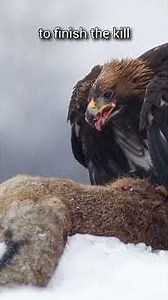 The Wolf Killer | Golden Eagle | S01 001 | Apex Birds of the World