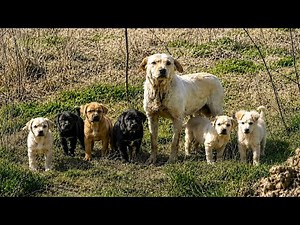 Abandoned mama dog keeps her puppies safe beside a busy road