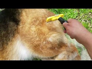 How Often Do German Shepherds Need To Be Brushed?
