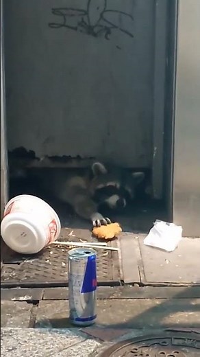 アライグマにファミチキあげてみた