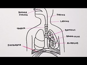 Cara Menggambar Organ Pernapasan Manusia