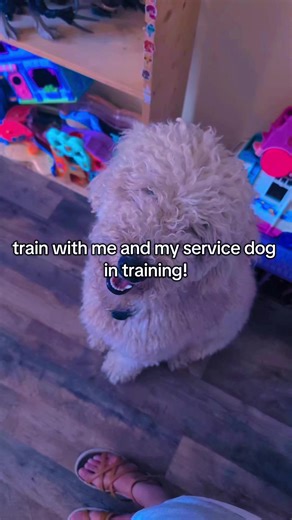 Train with my cardiac alert service dog and me! #fyp #viral #blowupmyphone #interaction #essa he is in training remember!