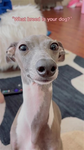 I’m an Italian Greyhound. Not a Greyhound, a mini Greyhound or a Whippet. #ItalianGreyhound #purebred #goodboy #dogsofttiktok #fypシ #foryou #doglover