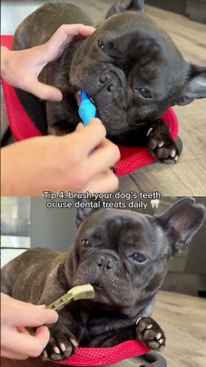 How to keep your Frenchie smelling good between baths?