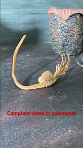 Alien Life of Cycle - Chestburster Birth Scene Stop Motion #animation #stopmotion #actionfigure