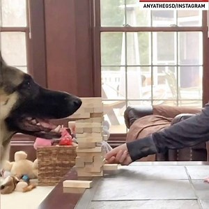 New quarantine idea: play Jenga with your dog | The National Desk - TND