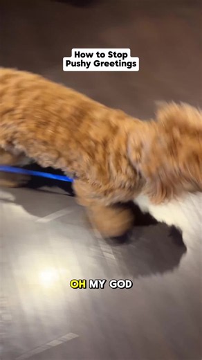 Teddy is learning that people talking to him does not automatically mean he gets to rush forward. He only gets to greet when he hears “go say hi.” #dogtraining #dogtrainer #dogs #dogtrainingtips #dogobedience #puppy #puppytraining
