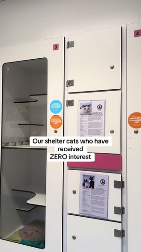 This video showcases some of our shelter cats who have received ZERO interest from the public lately. During kitten season, our adults and senior adoption rates come to a halt. These cats are left sitting in their condos for extended periods of time…waiting to finally be adopted. We ask the public who are meeting our shelter cats for the first time, to have patience and understanding of their behaviour and how unnatural these environments are for cats. Therefore, they will not show you their tru
