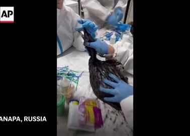 Volunteers work to clean up animals following oil spill in the Black Sea