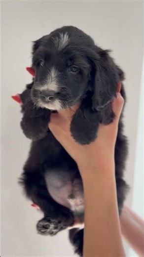 Goldendoodle puppies