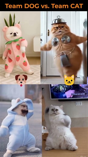 Dog vs Cat Dance Challenge - Who Wins #pets #funny #viral