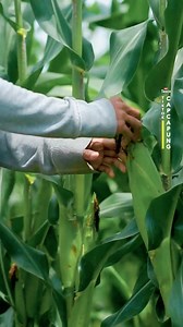 Ketika pertanian ditekuni dengan serius dan dikelola secara konsisten, hasil yang didapat bisa benar-benar luar biasa. Dalam satu musim tanam, petani muda ini mampu memanen 10 ton jagung, dan keuntungan panennya cukup untuk memenuhi kebutuhan keluarga. | Cap Capung