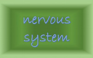 MRI入门：MRI Nervous System05
