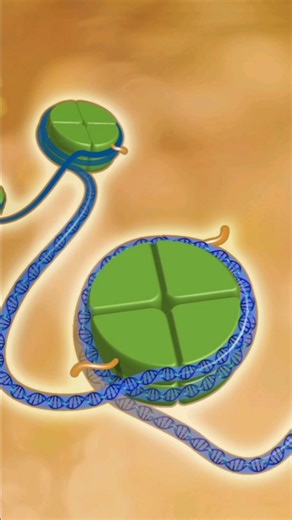 Daily CRISPR Updates on Instagram: "A recent preprint study has introduced a new way to improve CRISPR-based epigenetic editing – which alter gene activity without changing the DNA sequence itself – by adding natural control mechanisms to the editing tool, called ELXRs. Current epigenetic editors can cause unwanted changes and harm cells because they work without control. The new ELXRs use a built-in "off switch," which only activates the editing when needed. These ELXRs reduce unwanted changes,