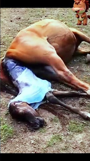 🐴😘❤️ The Amazing Birth of a Baby Horse #horse #adorably