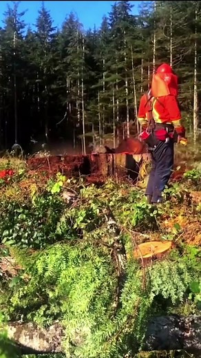 Big tree🌲#tree #treework #treeworker #treefelling #wood #woodworking #looging #looginglife #lumberjack #chainsaw #saw #nature #forestry #foryou #fyp #interesting #treeoasis #🌲