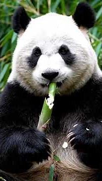 "Unveiling the Majestic World of Pandas | Panda Documentary"#nature #panda #wildlife #shortsfeed