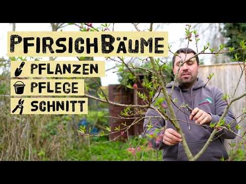 Pfirsichbaum richtig pflanzen, schneiden & Kräuselkrankheit verhindern 🍑 (kompletter Guide)