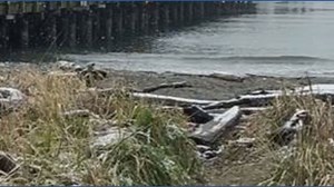 March 13, 2026 - Fauntleroy Ferry Terminal, West Seattle