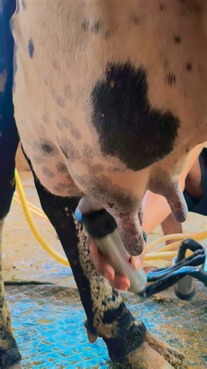 Inside a Cow Milking Machine | Powerful Milk Flow 🐄🥛
