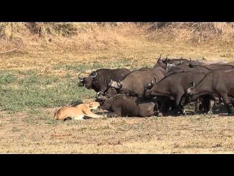Lion vs Buffalo. One Lioness attacks a buffalo. Lion against 2000 buffaloes. Lioness is alone.