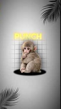 Punch Japanese Monkey Plush Toy Zoo 🐒🇯🇵 #punch #zoo #japan #shorts #monkey #viral #youtubefeed