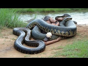 Giant Snake Reveals the True Scale of Nature