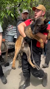 2 hónapja jártunk az orgoványi szürreális kutyagyűjtögető telepen. Akkor a hatóság határidőt adott Markus Schenkelnek a helyzet normalizálására. A kutyák tartási körülményeinek normalizálására. A hatósági utóellenőrzés során kiderült, hogy bár az embermagasságig érő kutyaürülék kupacot eltakarta (nyílván a szagot nem tudta…), felhúzott néhány kerítést és takarást, de a körülmények szinte semmit nem változtak, nem javultak! Így az elsőkörös 3.000.000 forintos állatvédelmi bírság kiszabása mellett