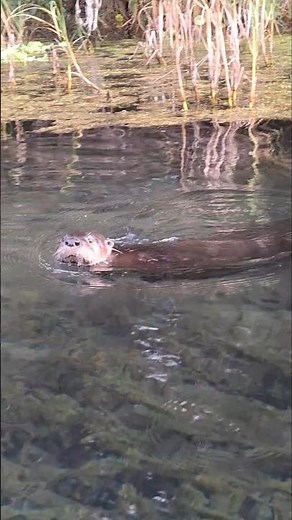 Up Close With Florida River Otters — Nature Like Never Before