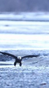 Eagles of Alaska 🦅 🏔️ #baldeagles #eagle #baldeagle #alaska #wildlifephotography #wildlife | Mark Bouldoukian Photography