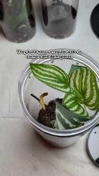 Tiny Triangulate Cobweb Spider (Steatoda Triangulosa) Takes Out Mealworm #spider #spiders